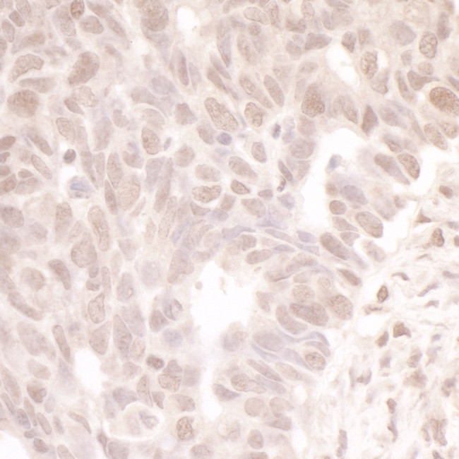 MASTL Antibody in Immunohistochemistry (Paraffin) (IHC (P))