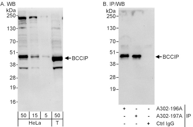 BCCIP Antibody in Western Blot (WB)