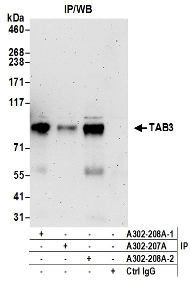 TAB3 Antibody in Immunoprecipitation (IP)
