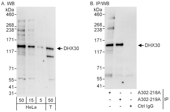DHX30 Antibody in Western Blot (WB)