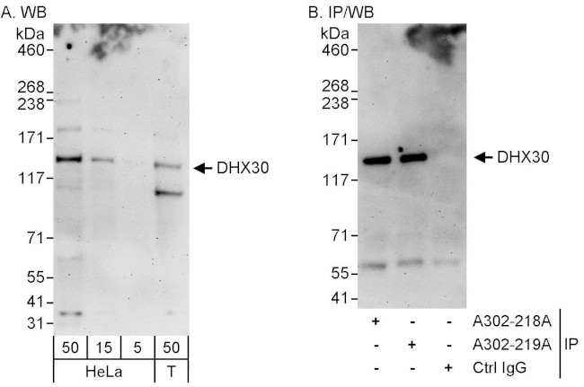 DHX30 Antibody in Western Blot (WB)