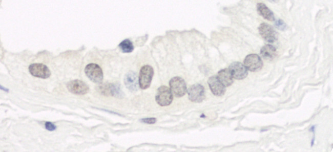 Haspin Antibody in Immunohistochemistry (Paraffin) (IHC (P))