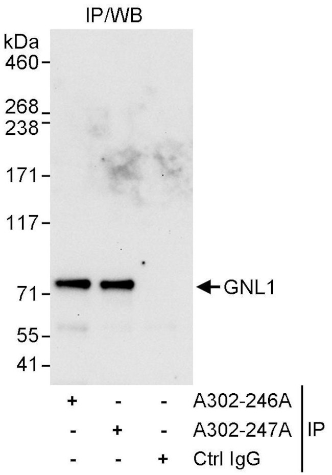 GNL1 Antibody in Immunoprecipitation (IP)
