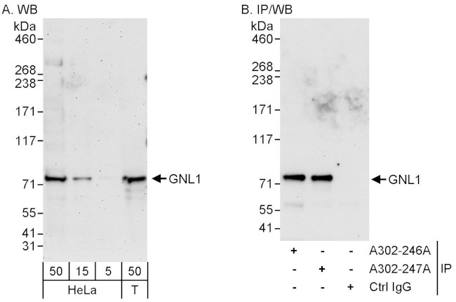 GNL1 Antibody in Western Blot (WB)