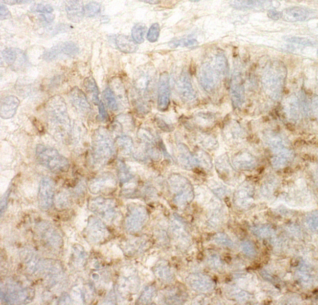DAP5 Antibody in Immunohistochemistry (Paraffin) (IHC (P))