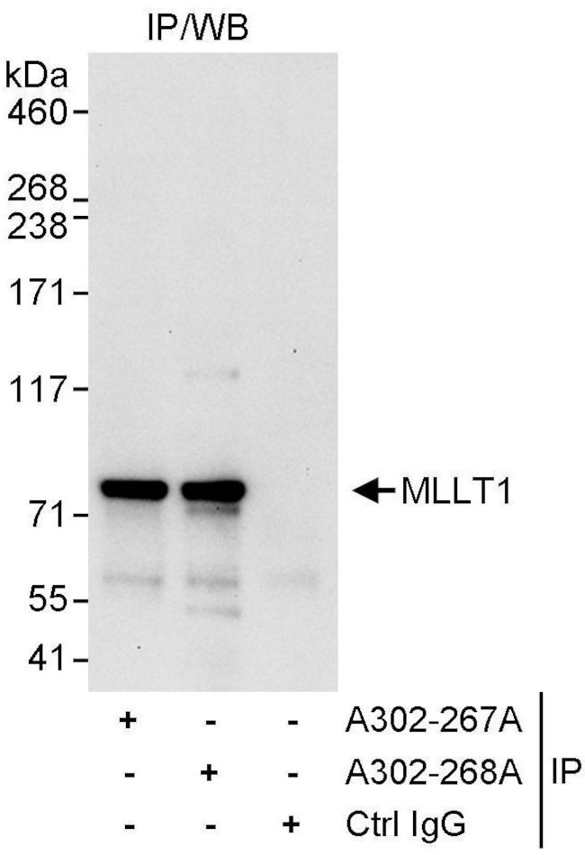 MLLT1 Antibody in Immunoprecipitation (IP)