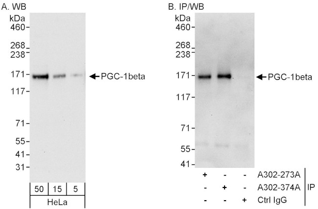 PGC-1beta Antibody in Western Blot (WB)