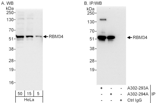 RBM34 Antibody in Western Blot (WB)