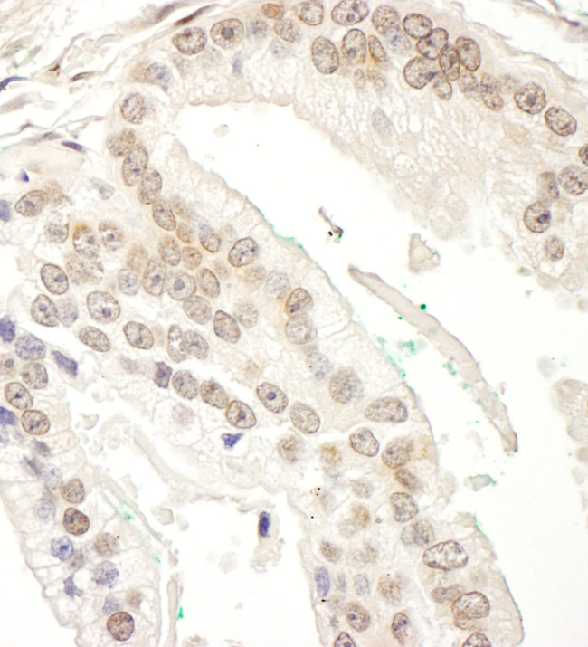 RBM34 Antibody in Immunohistochemistry (Paraffin) (IHC (P))