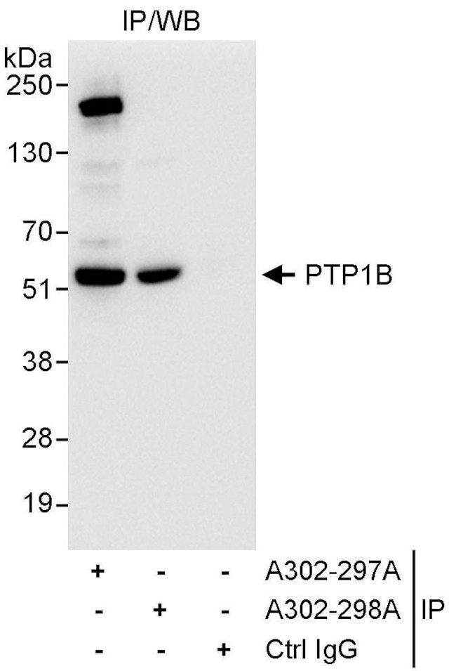 PTP1B Antibody in Immunoprecipitation (IP)