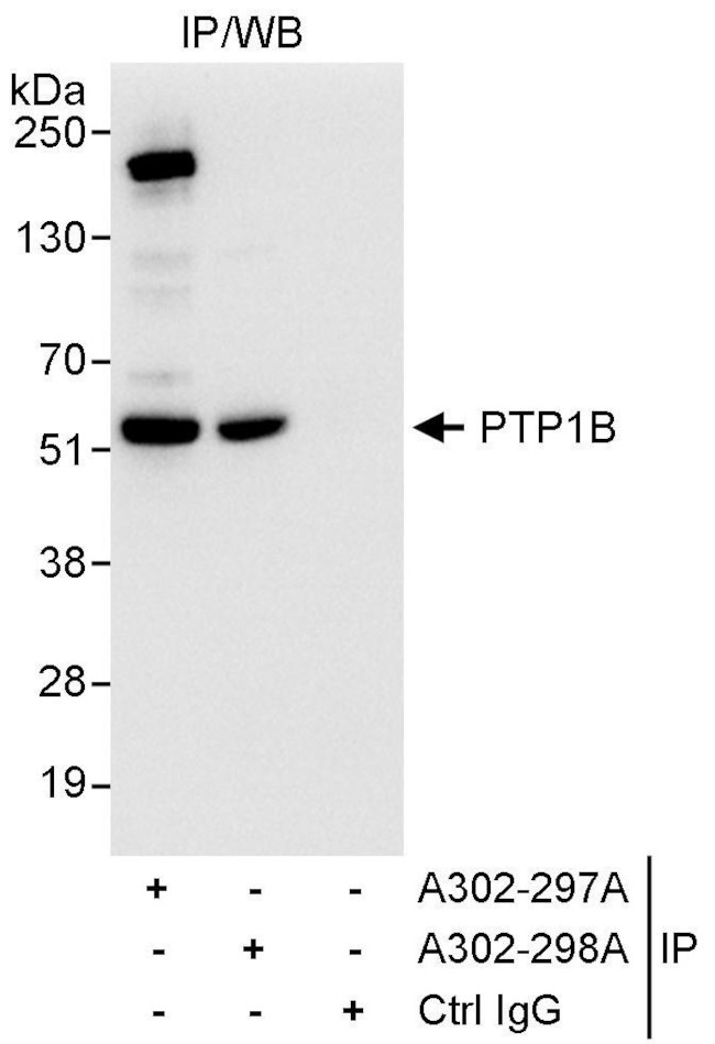 PTP1B Antibody in Immunoprecipitation (IP)