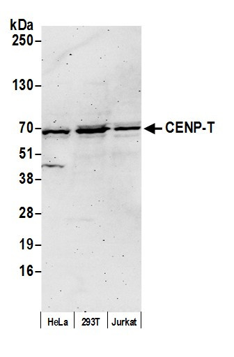 CENP-T Antibody in Western Blot (WB)