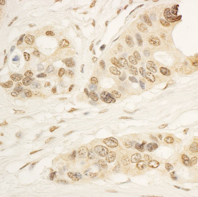 RAI1 Antibody in Immunohistochemistry (Paraffin) (IHC (P))