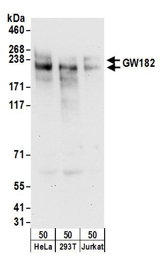 GW182 Antibody in Western Blot (WB)