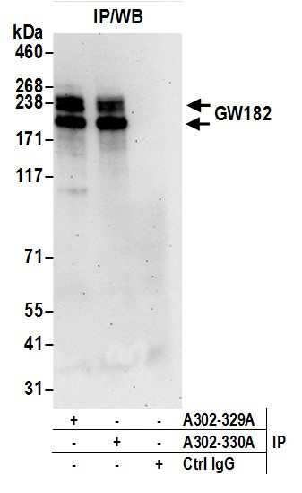 GW182 Antibody in Immunoprecipitation (IP)