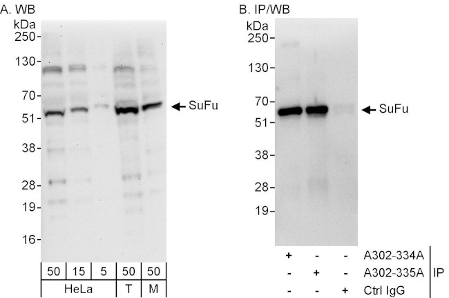 SuFu Antibody in Western Blot (WB)