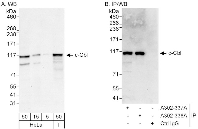 c-Cbl Antibody in Western Blot (WB)