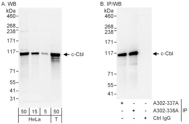 c-Cbl Antibody in Western Blot (WB)
