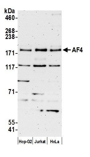 AF4 Antibody in Western Blot (WB)