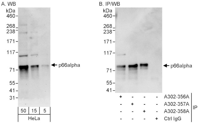 p66alpha Antibody in Western Blot (WB)