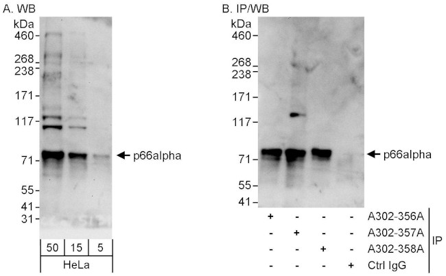 p66alpha Antibody in Western Blot (WB)