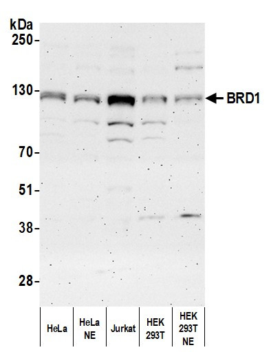 BRD1 Antibody in Western Blot (WB)