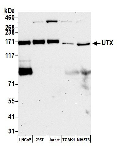 UTX Antibody in Western Blot (WB)