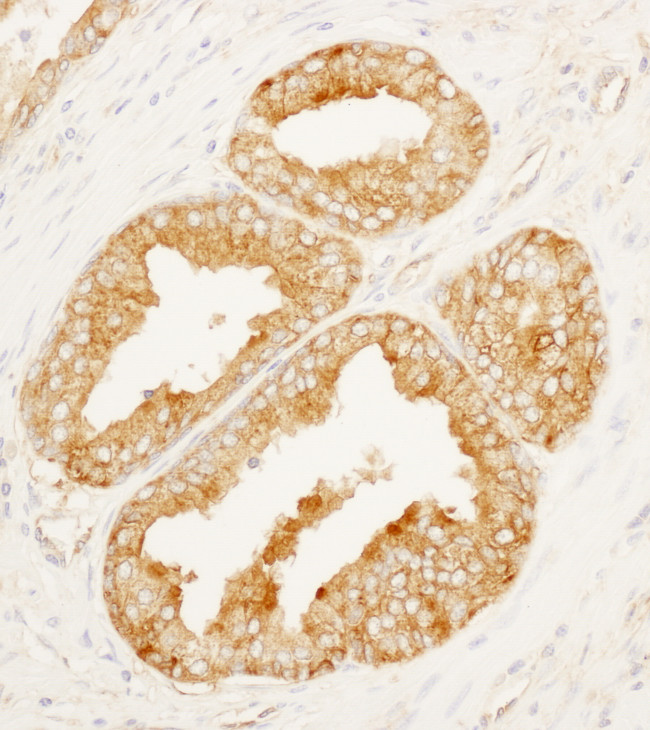 MARCKS-like1 Antibody in Immunohistochemistry (Paraffin) (IHC (P))