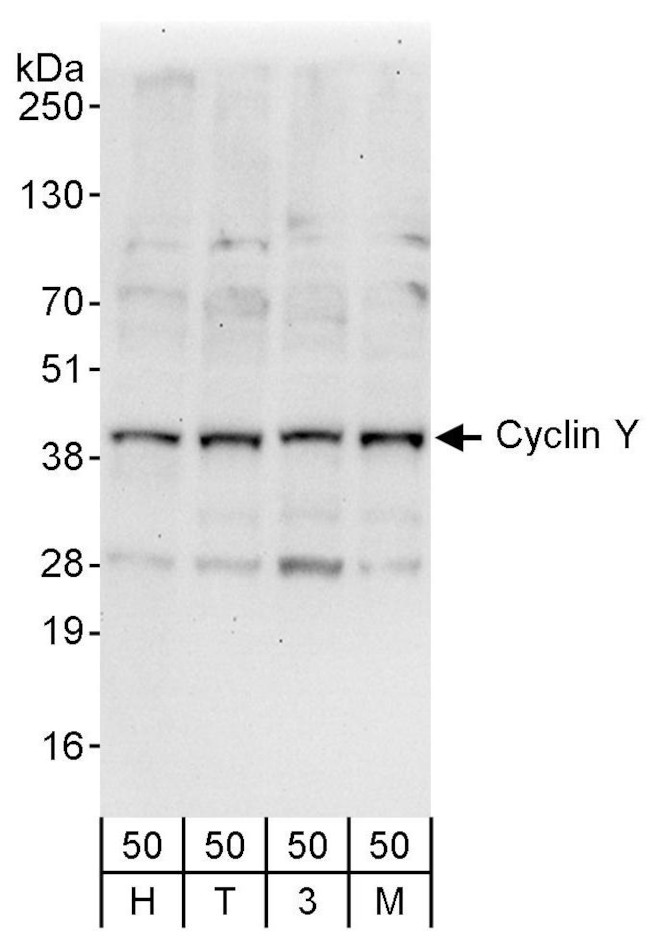 Cyclin Y Antibody in Western Blot (WB)