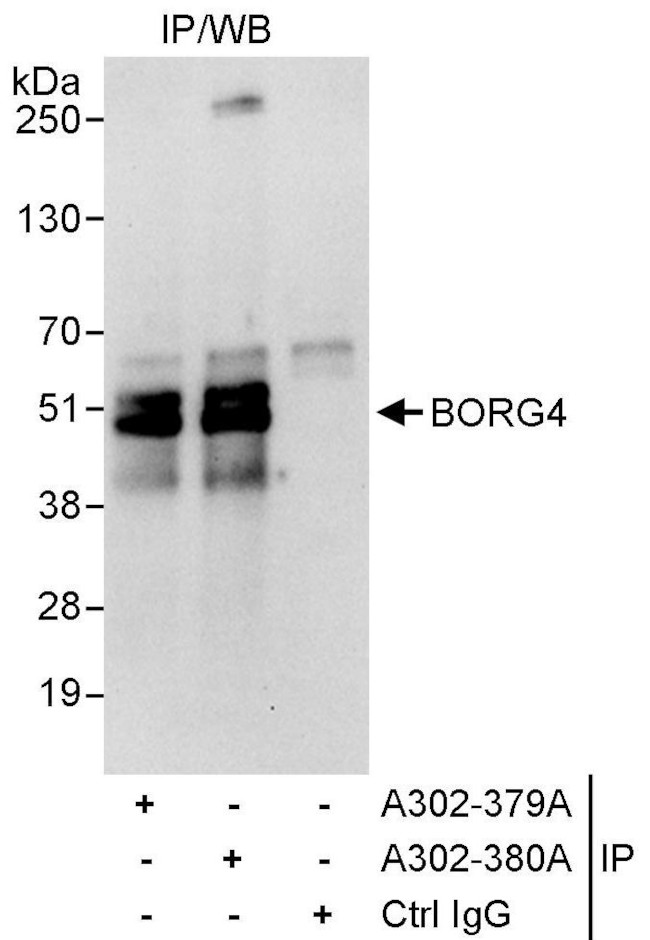 BORG4 Antibody in Immunoprecipitation (IP)