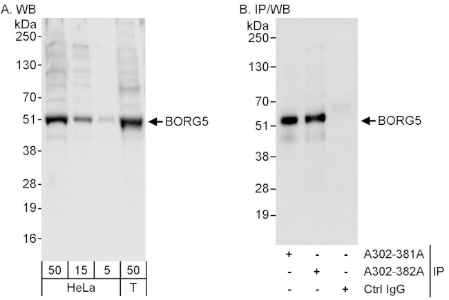 BORG5 Antibody in Western Blot (WB)