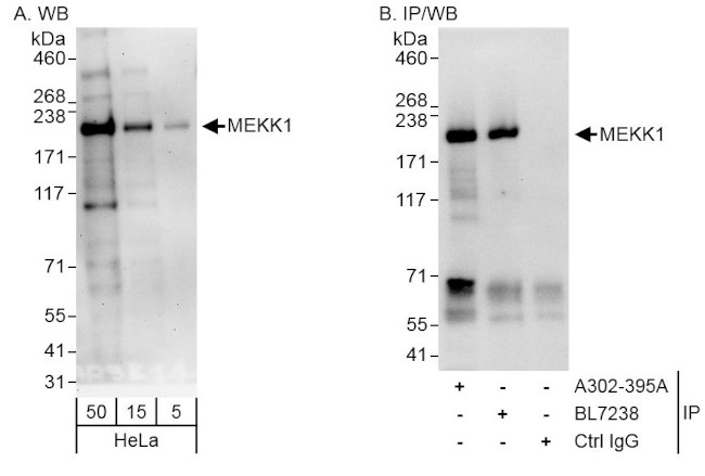 MEKK1 Antibody in Western Blot (WB)