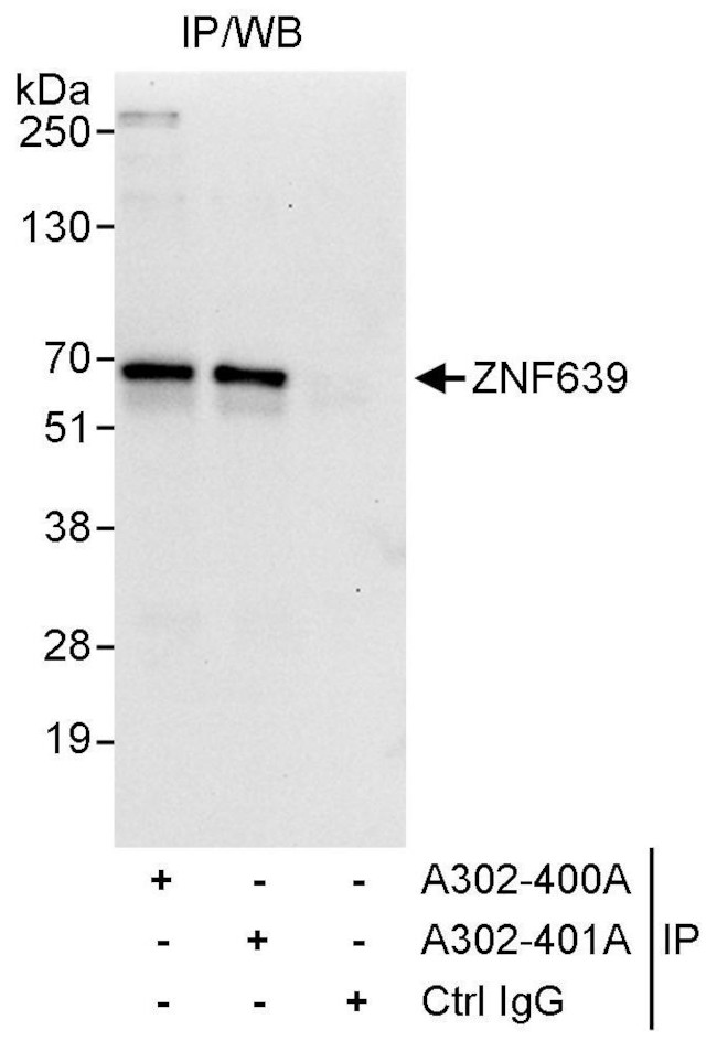 ZNF639 Antibody in Immunoprecipitation (IP)