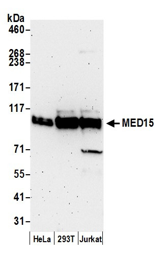 MED15 Antibody in Western Blot (WB)