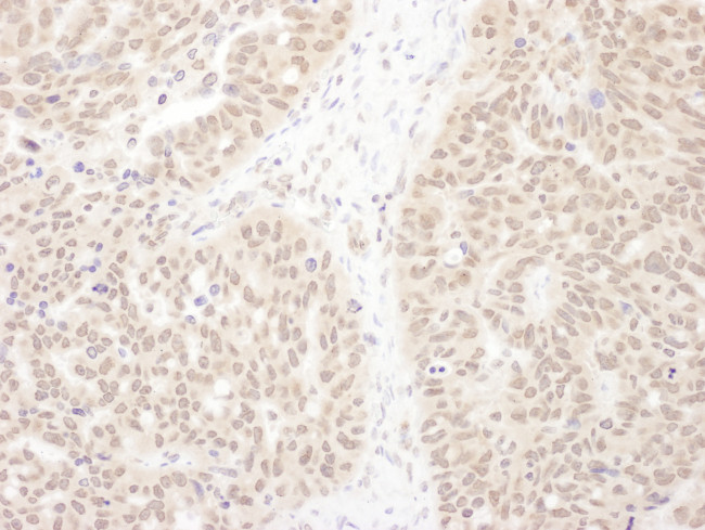 WDR5 Antibody in Immunohistochemistry (Paraffin) (IHC (P))