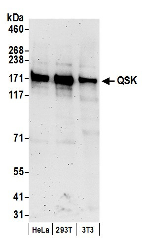 QSK Antibody in Western Blot (WB)