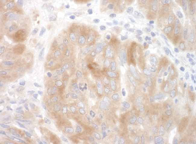 SRPK2 Antibody in Immunohistochemistry (Paraffin) (IHC (P))