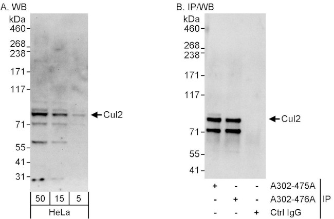 Cul2 Antibody in Western Blot (WB)