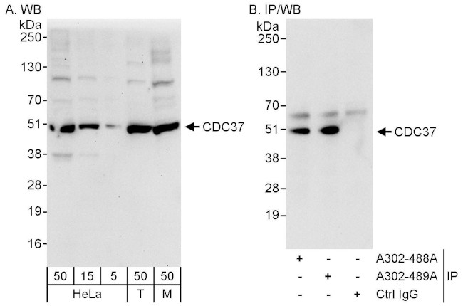 CDC37 Antibody in Western Blot (WB)