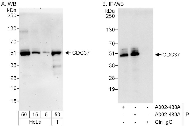 CDC37 Antibody in Western Blot (WB)