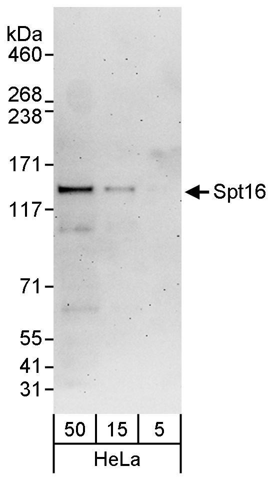 Spt16 Antibody in Western Blot (WB)