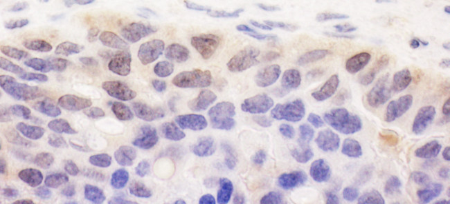 SPATA2 Antibody in Immunohistochemistry (Paraffin) (IHC (P))