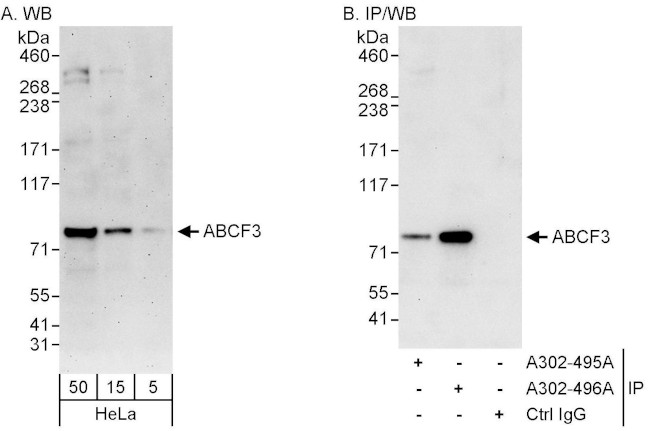 ABCF3 Antibody in Western Blot (WB)