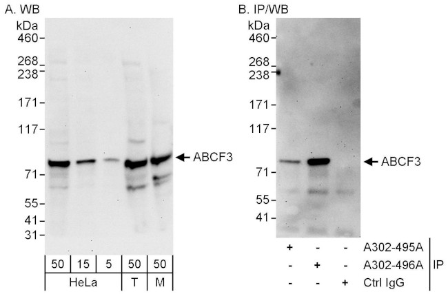 ABCF3 Antibody in Western Blot (WB)