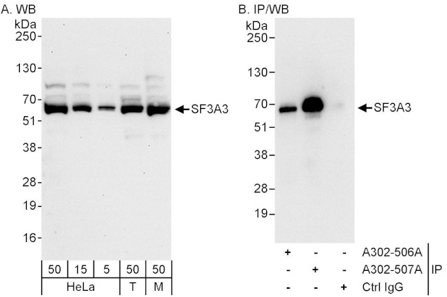 SF3A3 Antibody in Western Blot (WB)