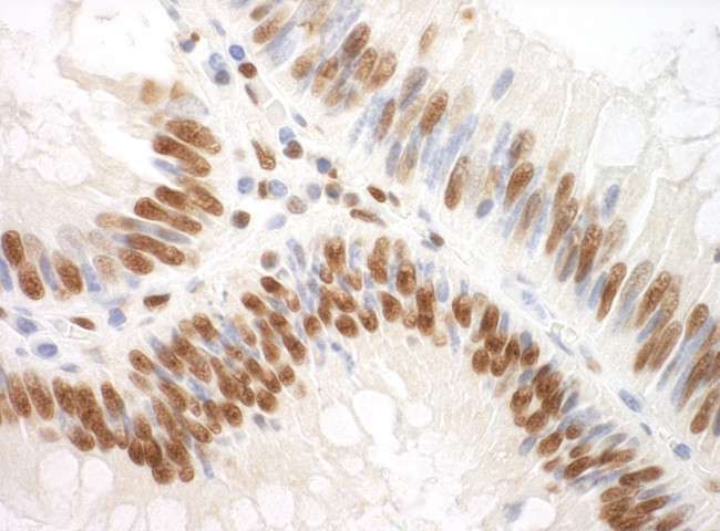 SF3A3 Antibody in Immunohistochemistry (Paraffin) (IHC (P))