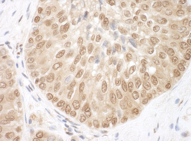 BRCC36 Antibody in Immunohistochemistry (Paraffin) (IHC (P))