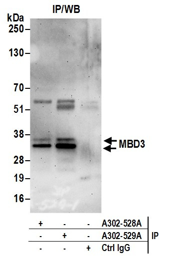MBD3 Antibody in Immunoprecipitation (IP)