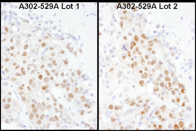 MBD3 Antibody in Immunohistochemistry (Paraffin) (IHC (P))