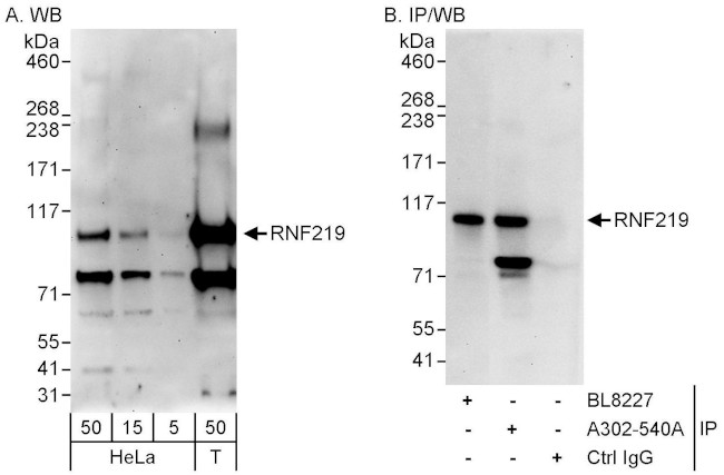 RNF219 Antibody in Western Blot (WB)